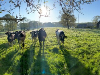 Landschap Overijssel